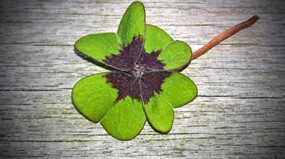 心形绿色四叶草图片